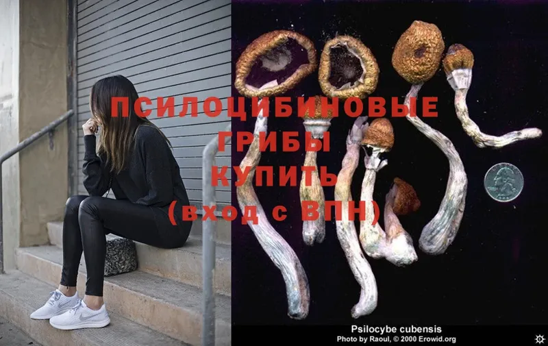 blacksprut ссылки  Андреаполь  Галлюциногенные грибы Psilocybe 